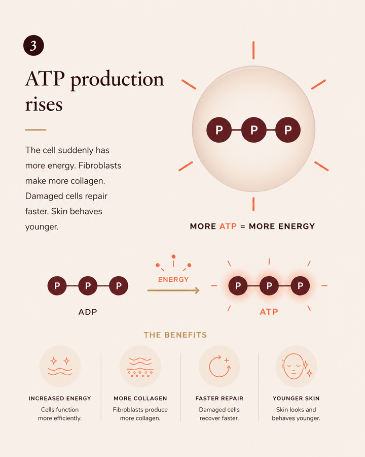 ATP production rises