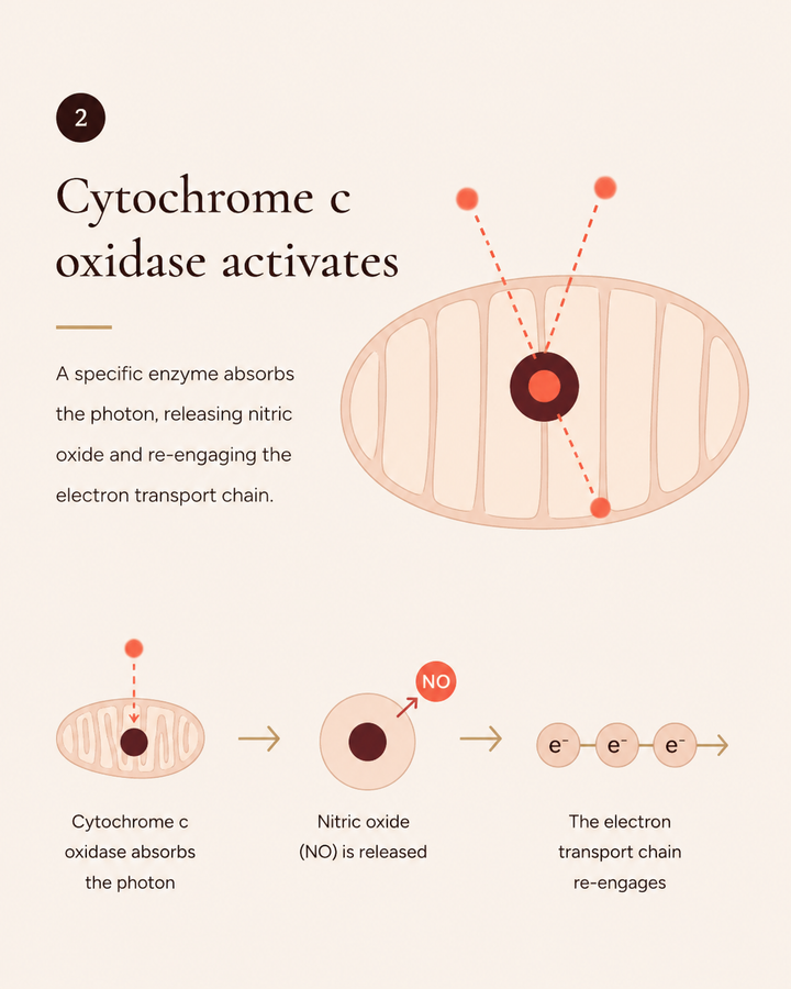 Cytochrome c oxidase activates